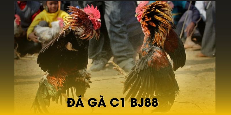 Đá gà c1 bj88