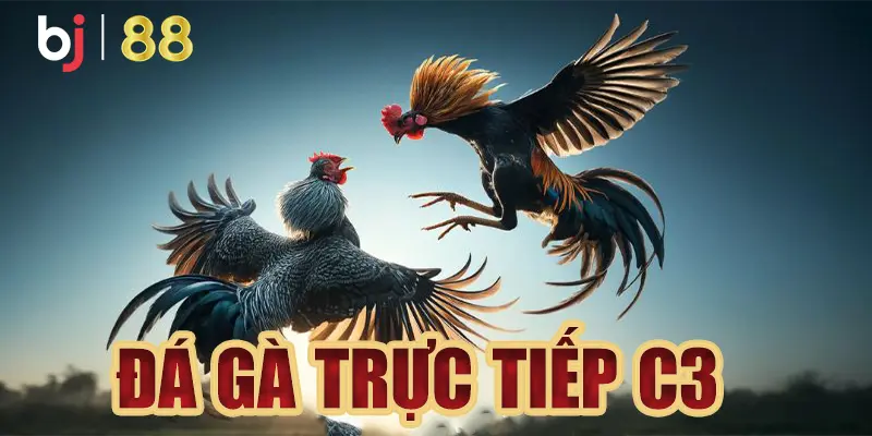 Đôi nét về đá gà trực tiếp c3 