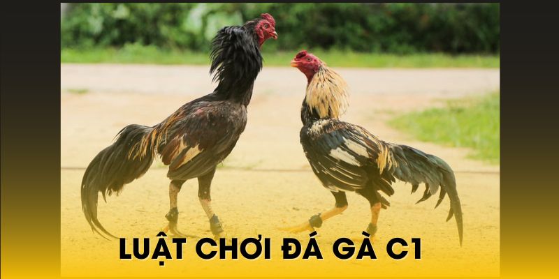 Tìm hiểu luật đấu kê C1 với những quy tắc cơ bản nhất