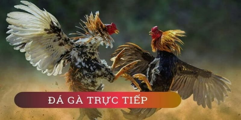 Đá gà trực tiếp c1